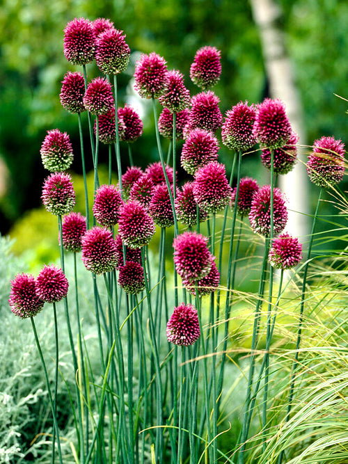 Allium Drumstick - Sphaerocephalon Ornamental Onion