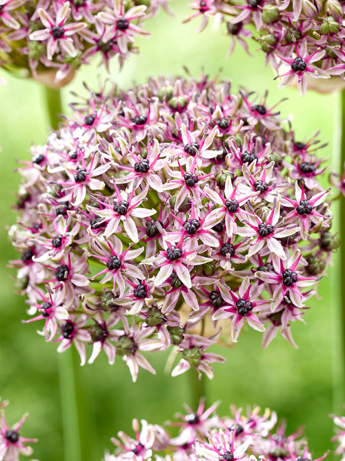 Allium Starlight spherical lilac flowers