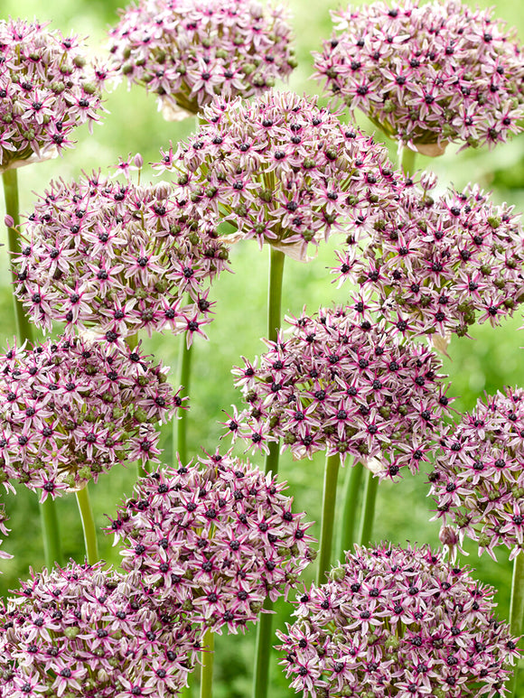 Ornamental allium Starlight in bloom