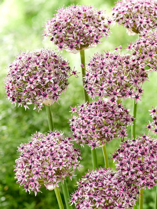 Tall-stemmed Allium Starlight for borders