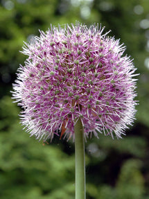Allium Stipitatum Glory of Pamir