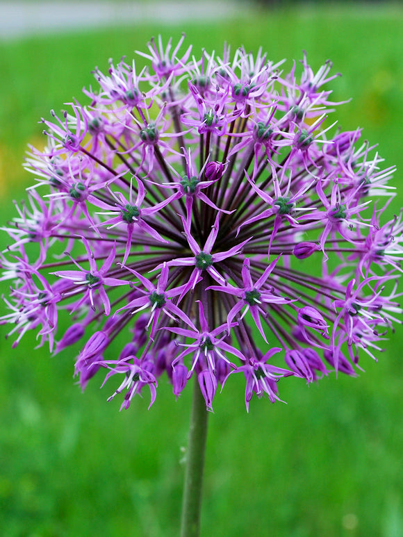 Allium Stipitatum Glory of Pamir Bulbs