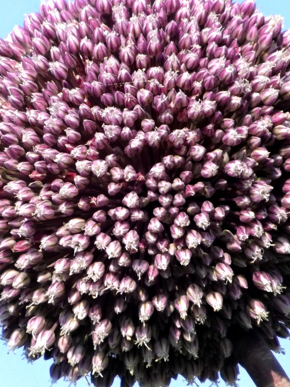 Allium Summer Drummer - Purple and White very tall blooming allium