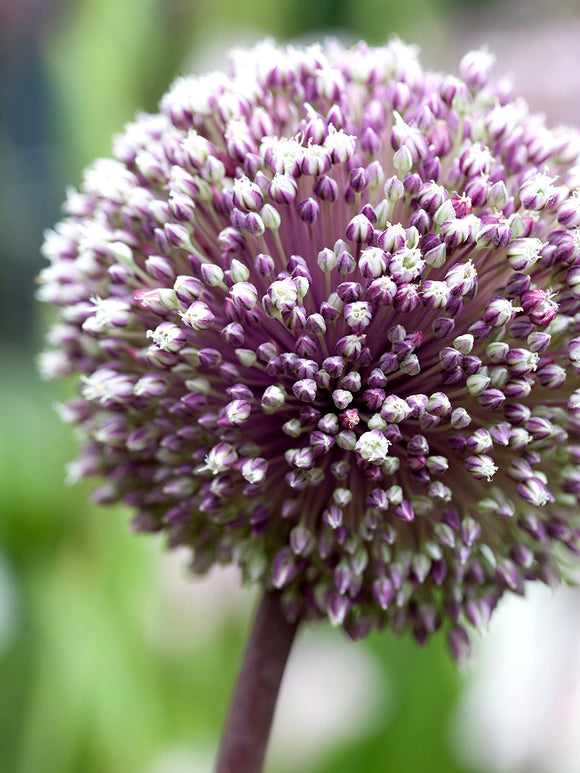 Allium Summer Drummer - Purple and White very tall blooming allium