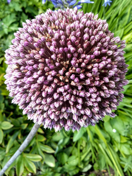 Allium Summer Drummer flower bulbs
