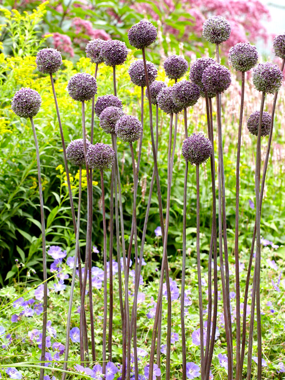 Allium Summer Drummer - Purple and White Ornamental Onion