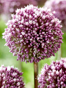 Allium Summer Drummer