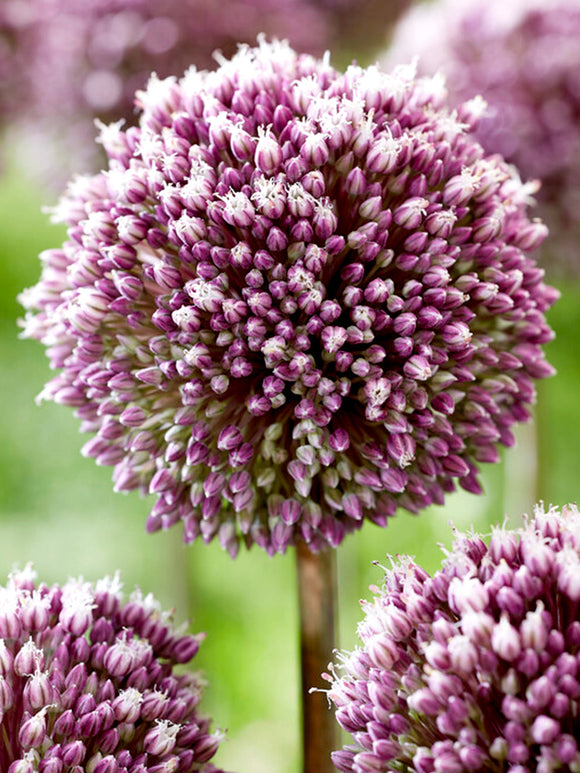 Allium Summer Drummer - Purple and White very tall blooming allium