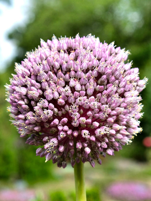 Allium Summer Drummer flower bulbs