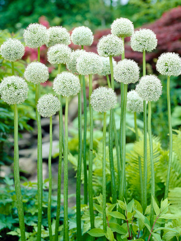 Allium White Giant