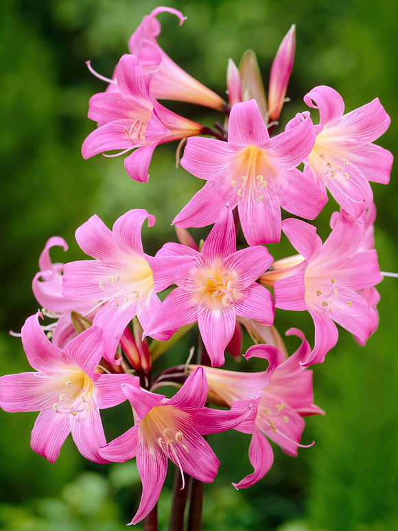 Amaryllis Belladonna Flower Bulbs