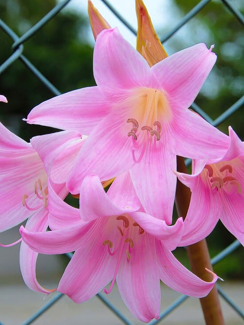 Buy Amaryllis Belladonna Bulbs