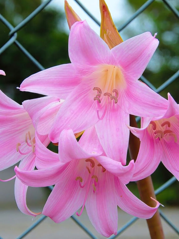 Buy Amaryllis Belladonna Bulbs