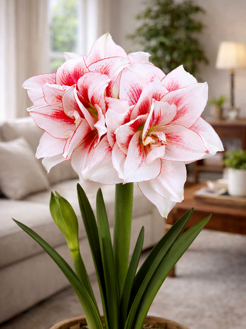 Jumbo Double Amaryllis Elvas flowering indoors