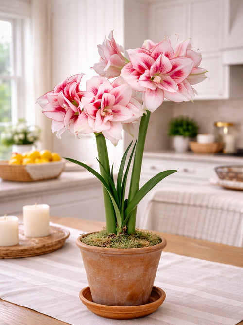 Elegant Amaryllis Elvas with full, refined blooms