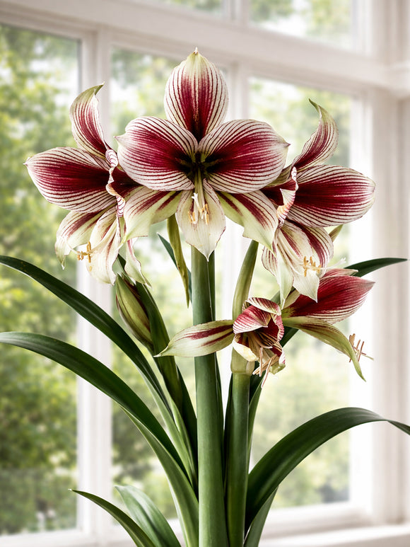 Close-up of Amaryllis Papilio showing bold burgundy veining