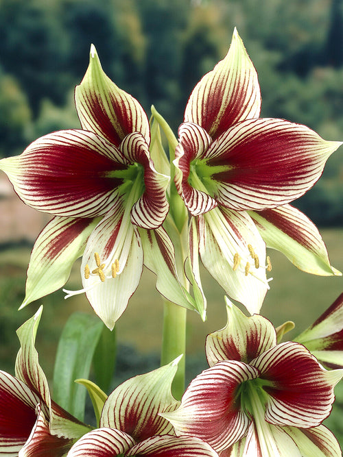 Exotic Amaryllis Papilio with large patterned blooms