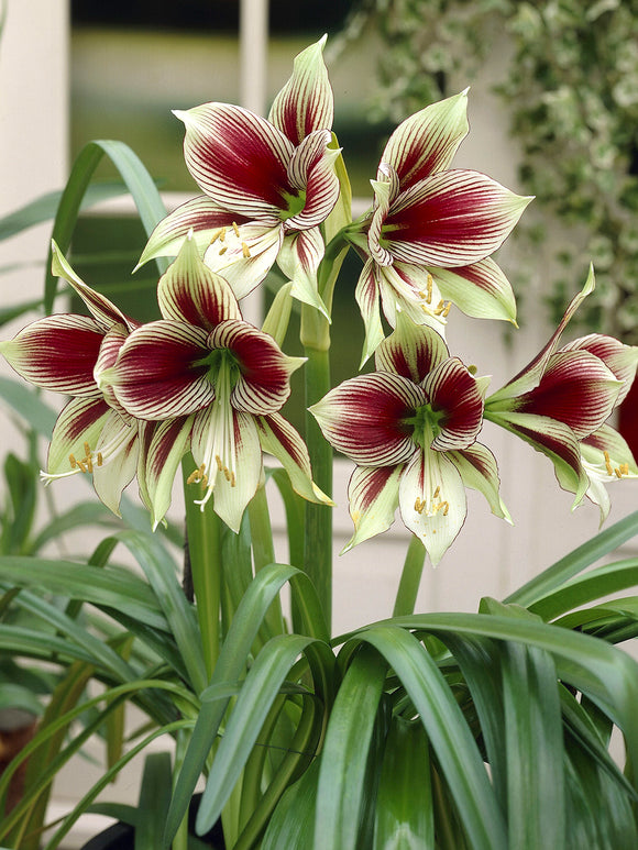 Jumbo Amaryllis Papilio with butterfly-like striped flowers