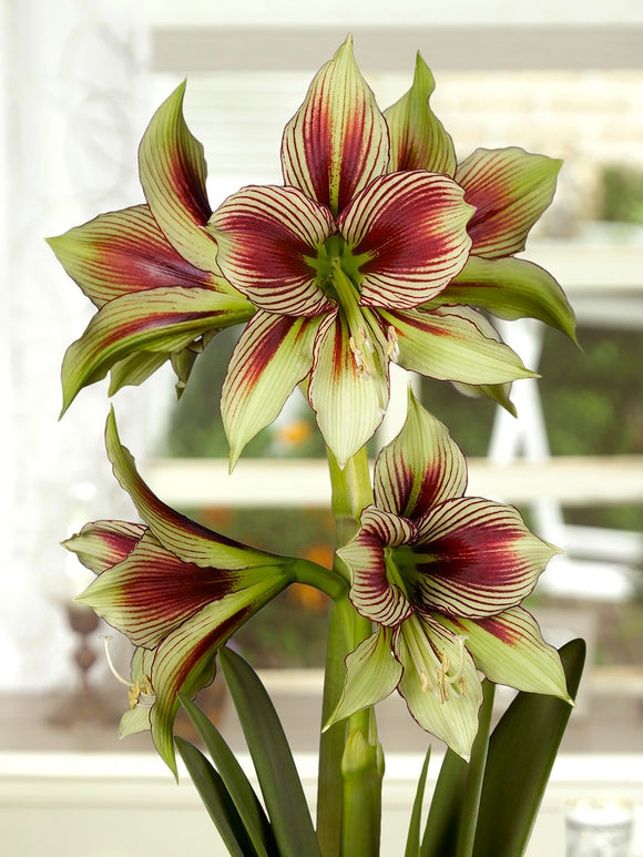 Jumbo Amaryllis Papilio flowering indoors in a container