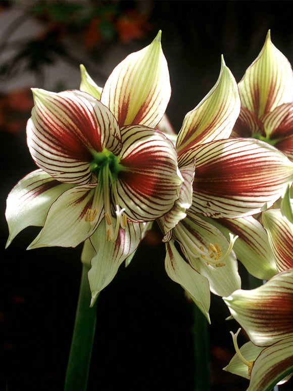 Amaryllis Papilio displaying butterfly-shaped petals in bloom
