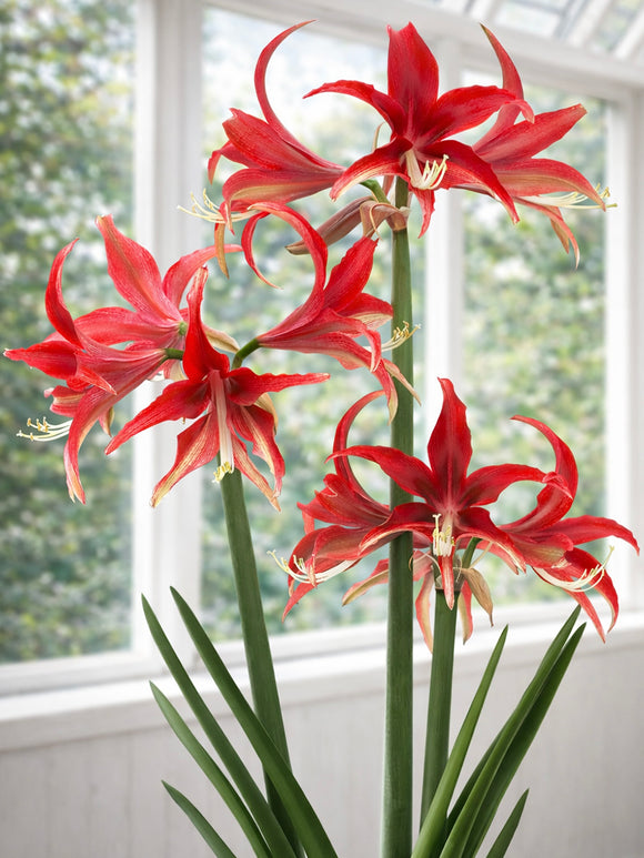 Jumbo Amaryllis Quito with star-shaped red flowers