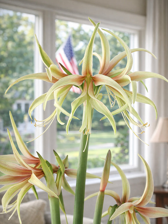 Jumbo Amaryllis Tarantula with soft green spider flowers