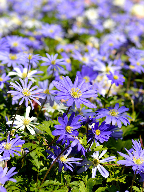blue anemone blanda - great naturaliser