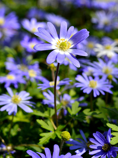 Blue anemone blanda bulbs - buy online