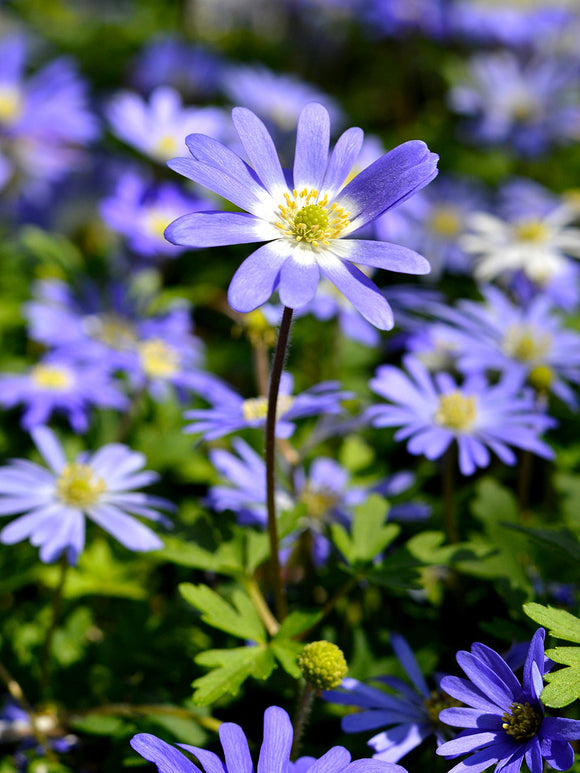 Blue anemone blanda bulbs - buy online