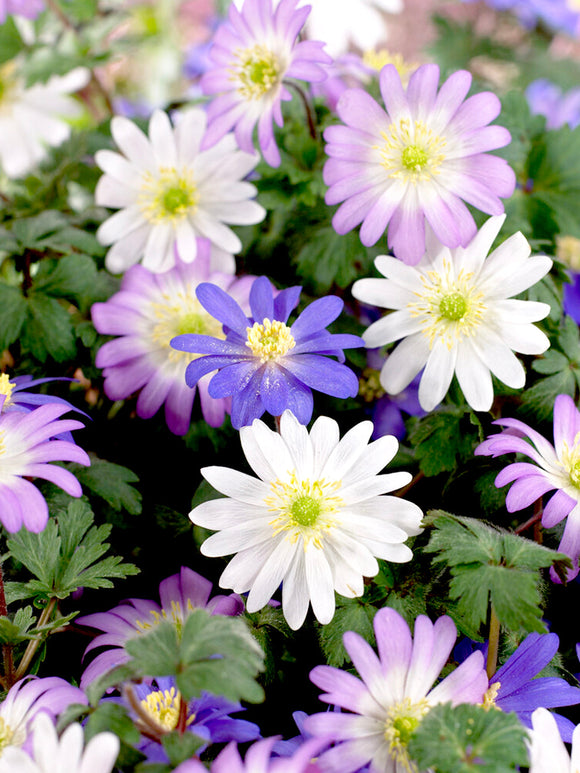 Anemone Blanda Bulbs