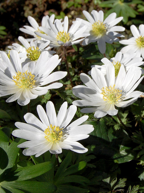 Anemone Blanda White Splendour Grecian Wind Flowers