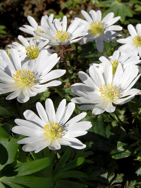 Anemone Blanda White Splendour Grecian Wind Flowers