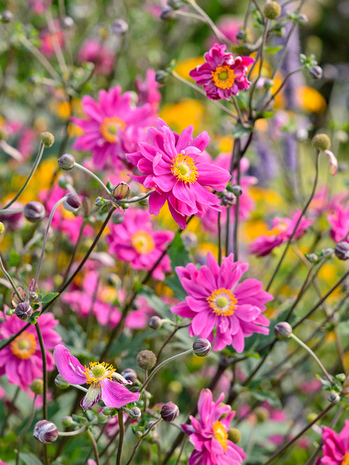 Japanese Anemone Bressingham Glow - EU spring delivery