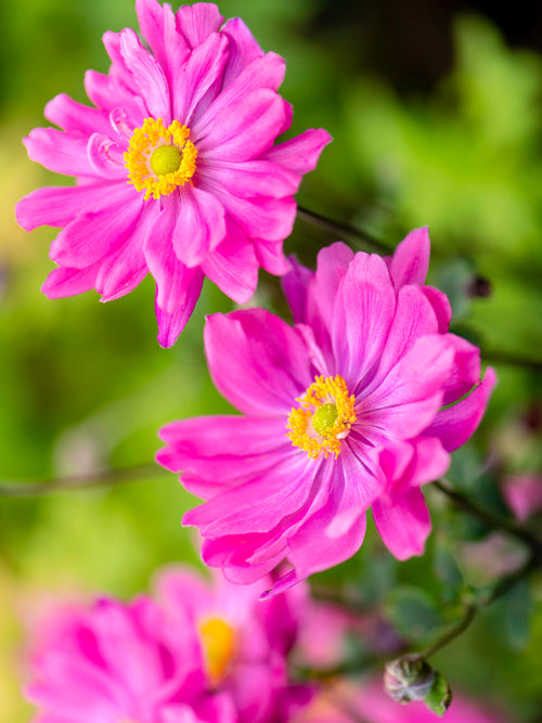 Japanese Anemone Bressingham Glow
