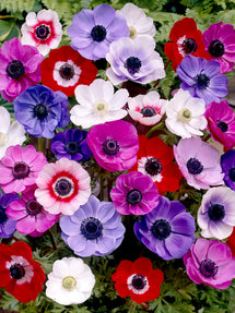 Anemone de Caen Mixed