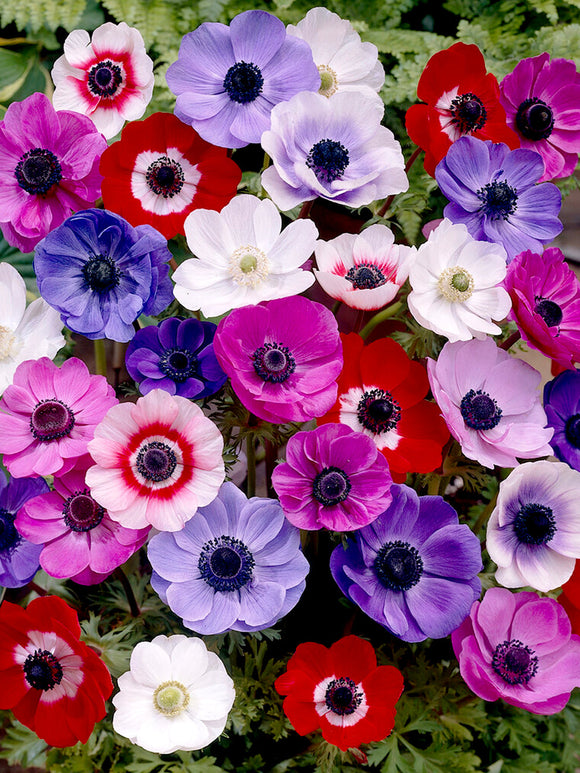 Anemone de Caen Mixed - Red, White, Purple and Blue Wind Flowers