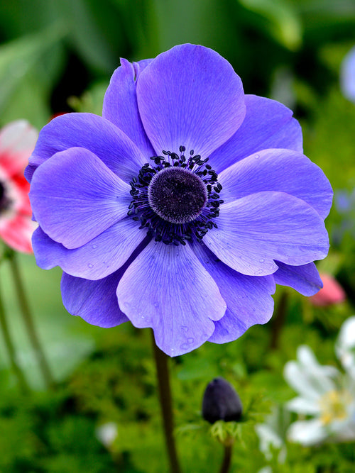 Anemone de Caen Mr. Fokker - Blue Wind Flowers