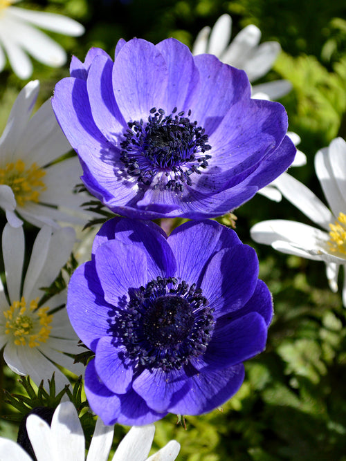 Blue Anemone de Caen Windflower - Blue Ground Cover