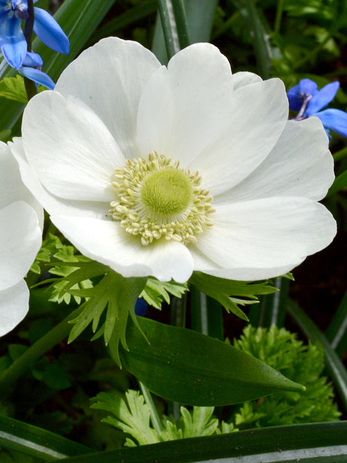 White Anemone de Caen The Bride