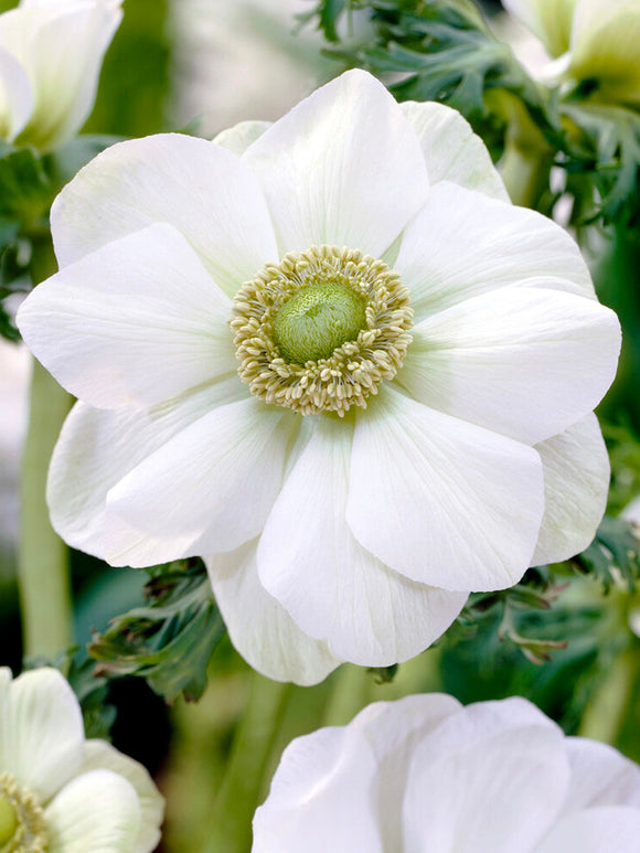 Anemone de Caen The Bride - White Wedding Cut Flowers