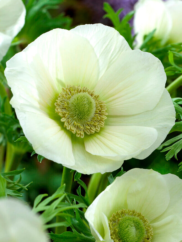 Anemone The Bride White Windflowers - Wedding Flowers