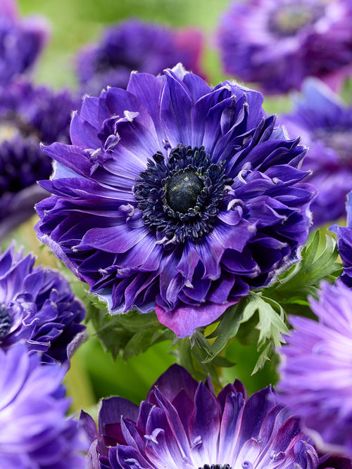 Buy Anemone Fullstar Blue for Europe Shipping