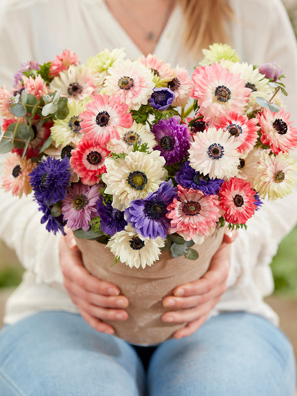 Anemone Fullstar Mix for Europe Shipping