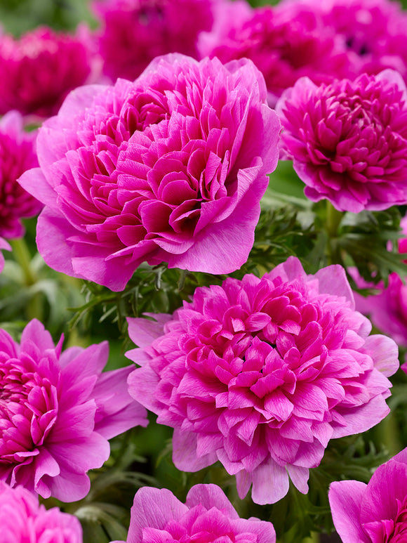 Buy Anemone Fullstar Pink for Europe Shipping