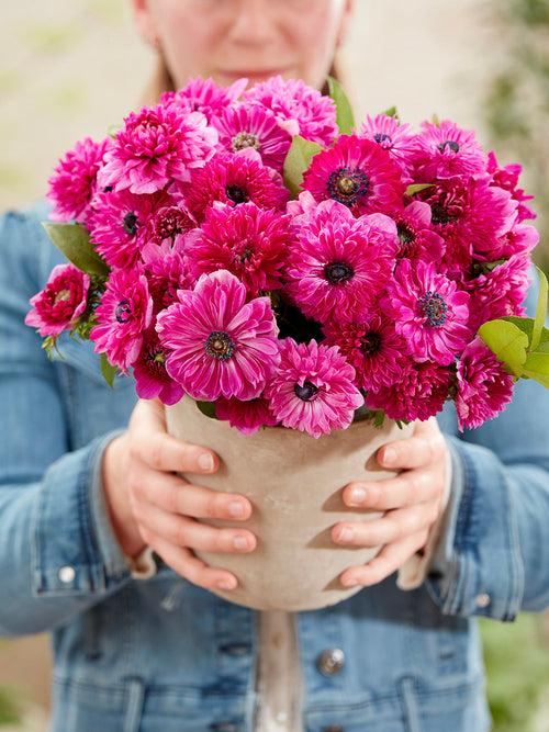 Delivery to Europe, Anemone Fullstar Pink