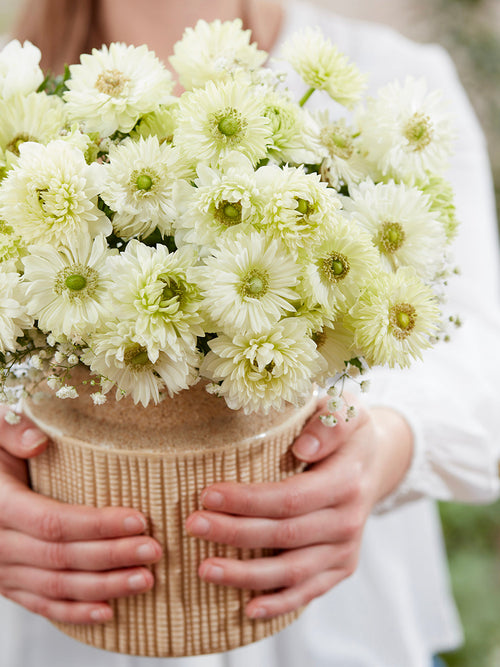 Buy Anemone Fullstar White, delivery to Europe