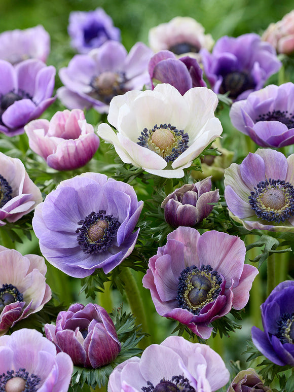 Buy Anemone Galilee Pastel Mix, delivery to Europe in Autumn