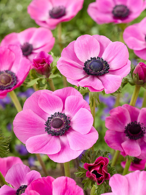 Anemone Galilee Pink, shipping to Europe