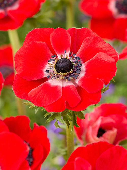 Anemone Galilee Red, delivery to Europe in fall