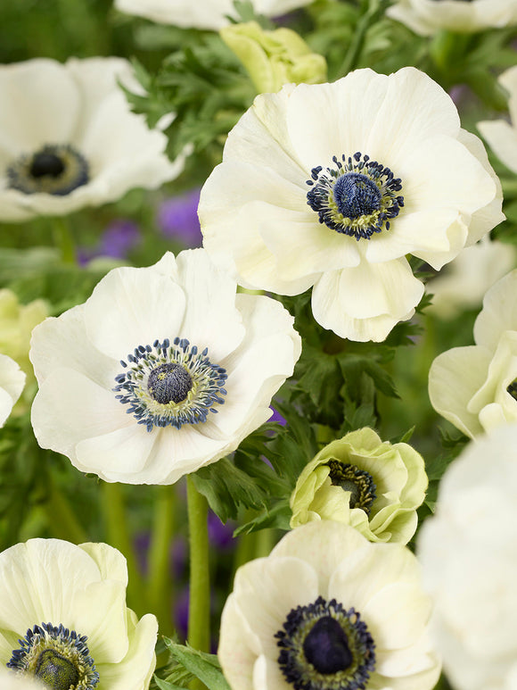Anemone Galilee White, delivery to Europe in Autumn